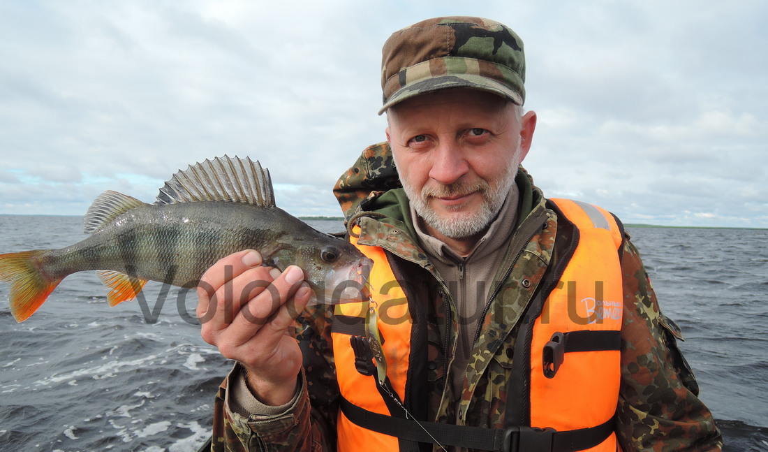 Ловля окуня на озере Белое Вологодской области