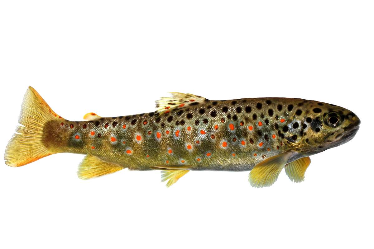 Как выглядит рыба ленок Ленок Ваше имя (обязательно) Ваш