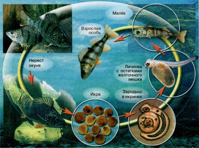 Процесс развития взрослой особи рыбы из икринки