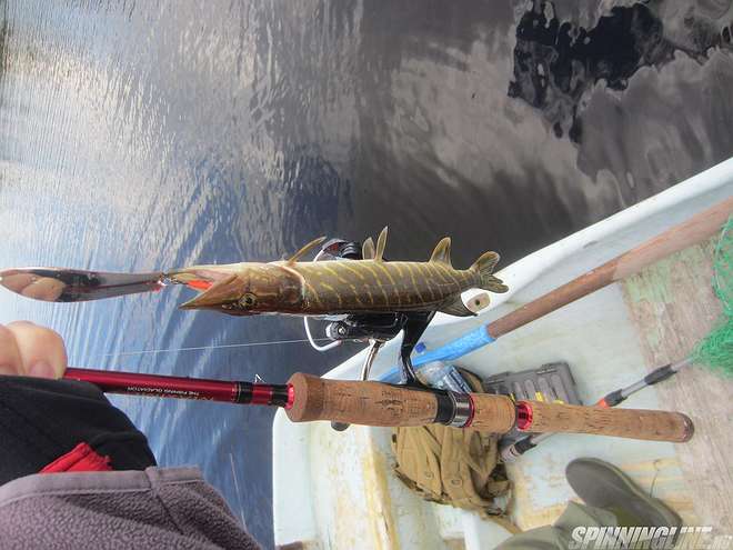 Изображение 1 : Отчёт о рыбалке - июньская щука на Ладоге - пос. Чёрное