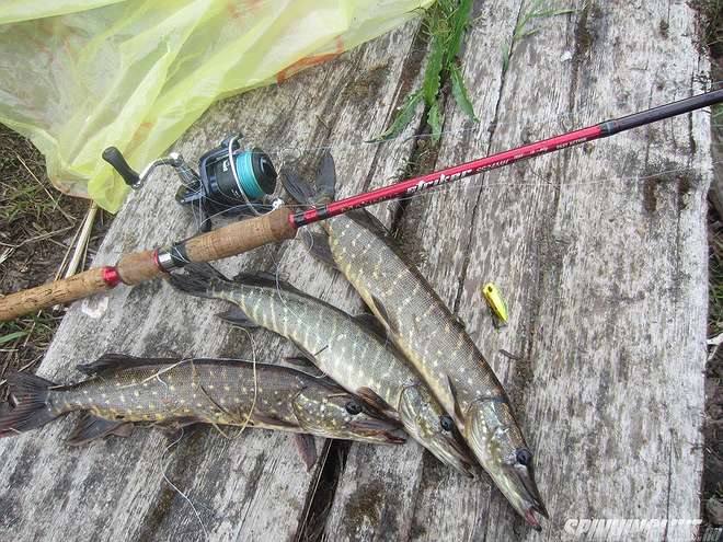 Изображение 1 : Отчёт о рыбалке - июньская щука на Ладоге - пос. Чёрное