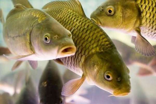 Сведения и способе питания рыб