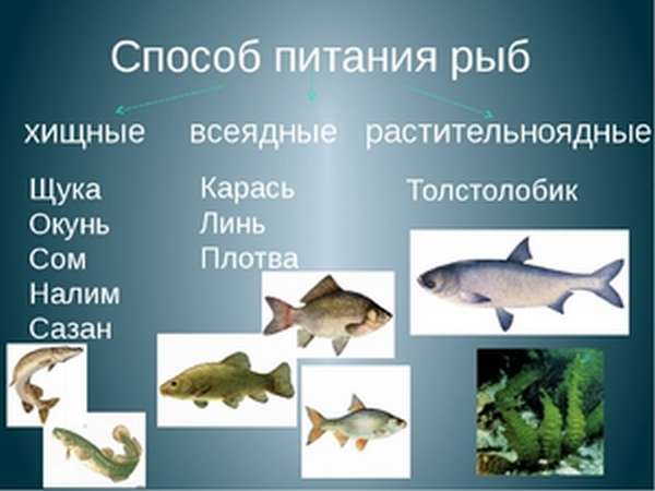 Пищевые предпочтения водных рыб
