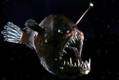 Самые жуткие обитатели морских глубин