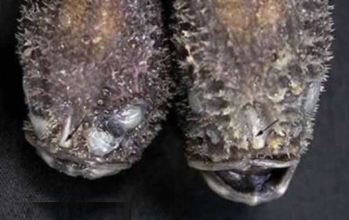 Самые жуткие обитатели морских глубин