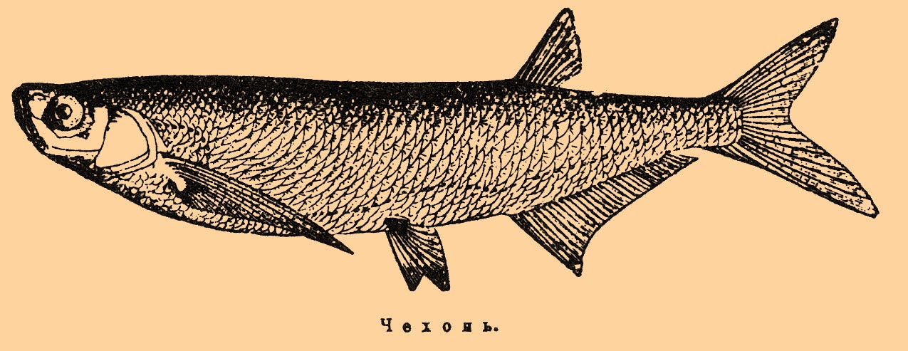 Чехонь.