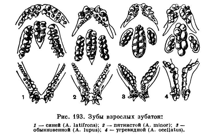 Семейство Зубатковые (Anarhichadidae)