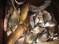 Что нужно знать новичку о рыбалке на поплавочную удочку
