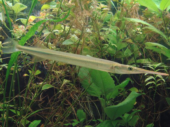 Рыба игла пресноводный сарган фото