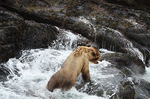 На перелете от лагеря к местам ловли кумжи по программе Vip Trout, организованной ASR www.kharlovka.com , можно встретить бурого медведя, плавающего в Баренцевом море