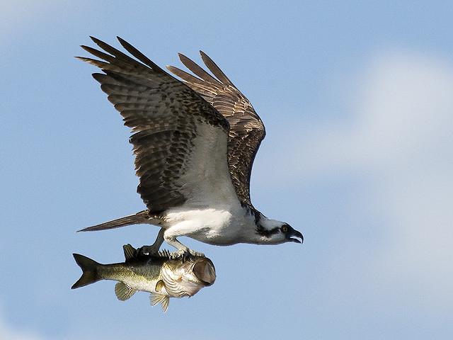 птица питающаяся рыбой