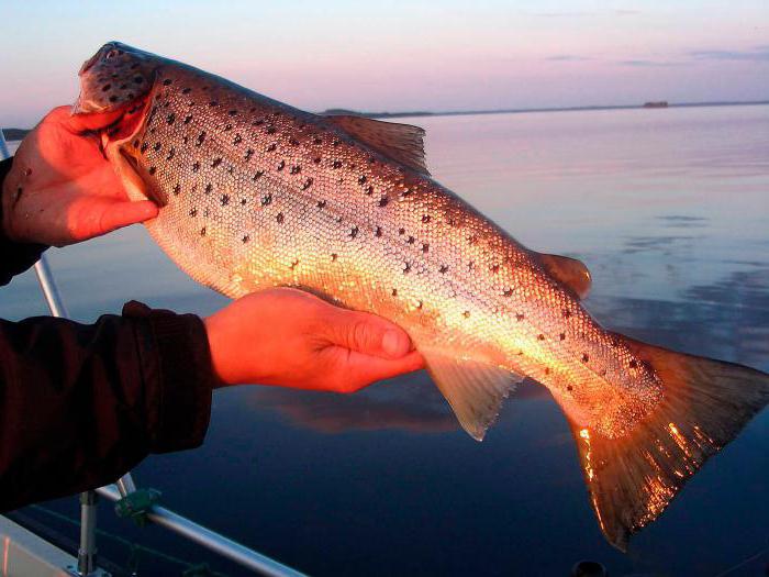 Рыбалка в Калмыкии на реке