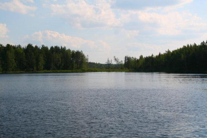 Любимовское озеро в Ленинградской области