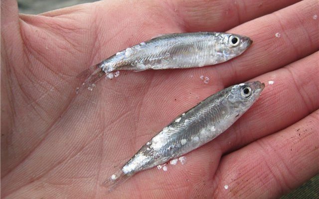 Мормышки часто оснащаются тюлькой.