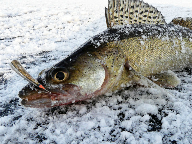 Зимняя рыбалка судака на мормышку