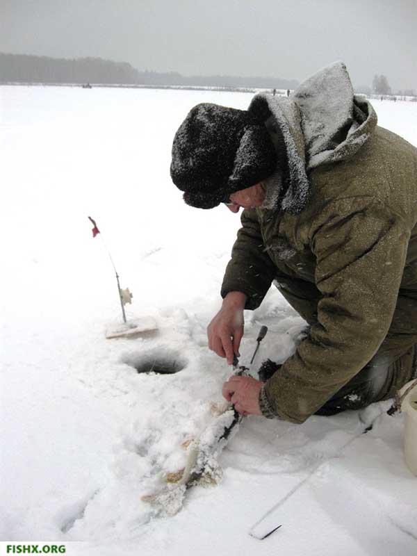 Первая щука на зимней рыбалке. Сезон открыт!