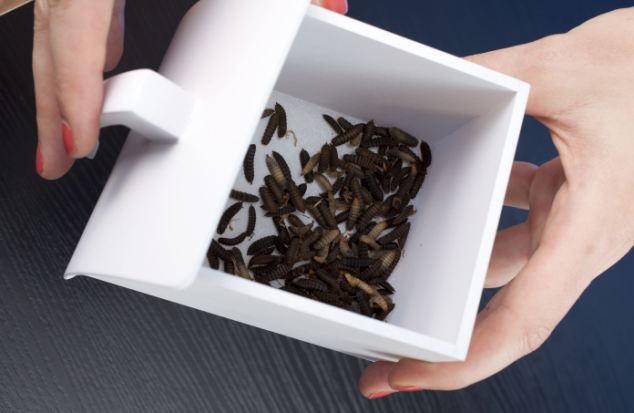 Harvested Black Soldier Fly Larvae