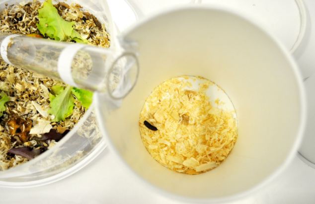 Black Soldier Fly Larva And Food In Bowl