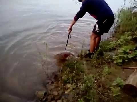 рыбалка-Амур на кубани (затон) 27.07.2014 - YouTube