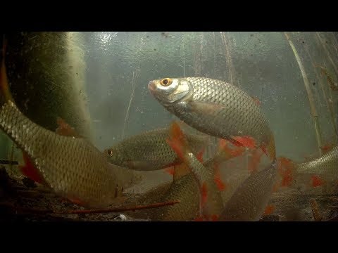 АТАКА ПЛОТВЫ НА ВЫМЯ/Подводная съемка