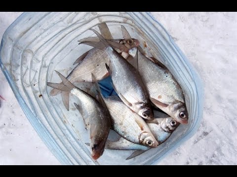 секреты рыбалки ловля подуста зимой на реке РСН - YouTube