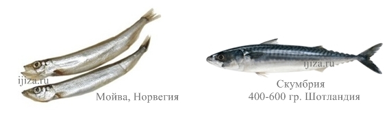 Схематичное изображение этапов закупки сырья, копчения, соления и реализации рыбы