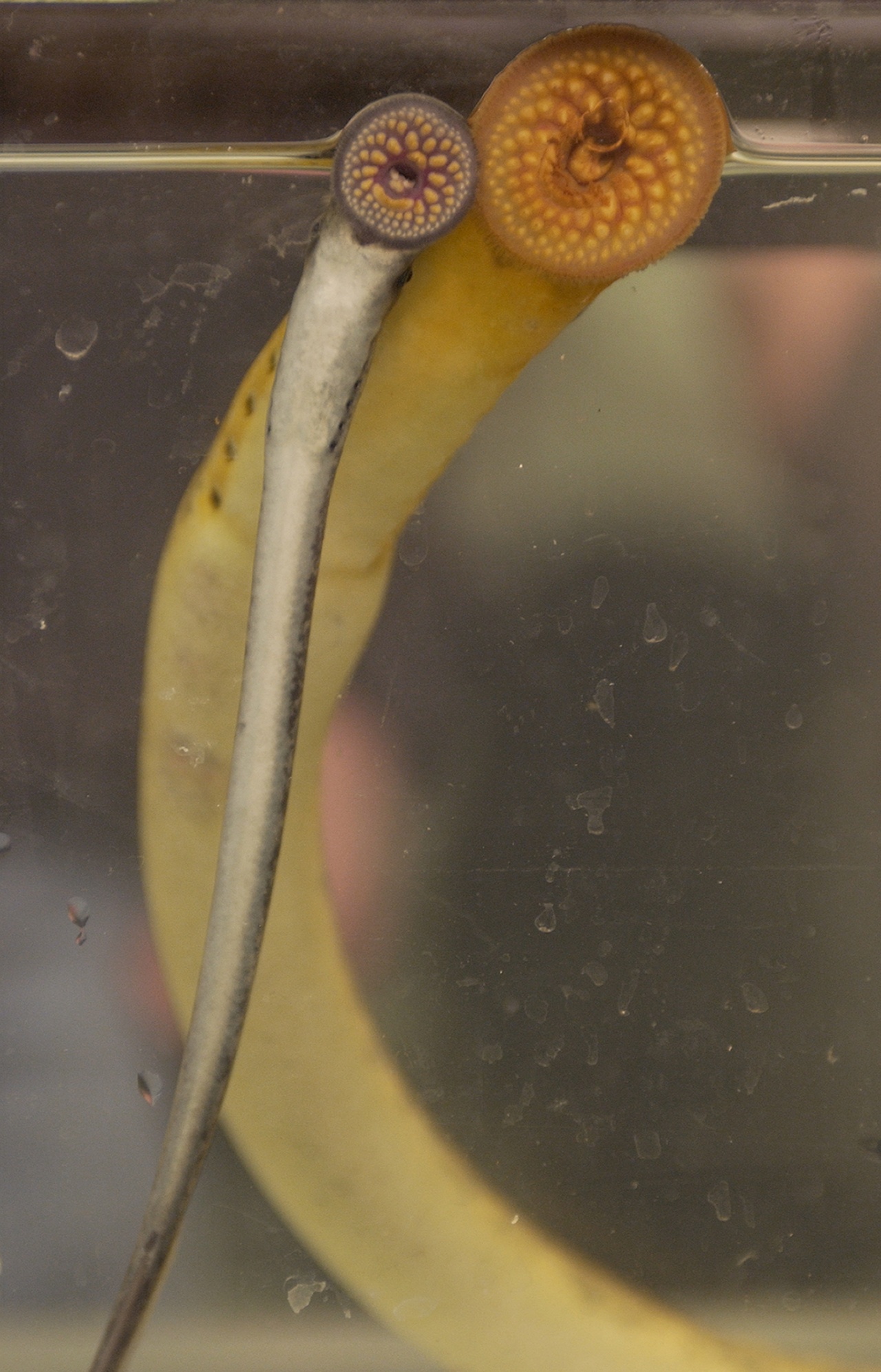 Минога (лат. Petromyzontidae) (англ. Sea Lamprey)