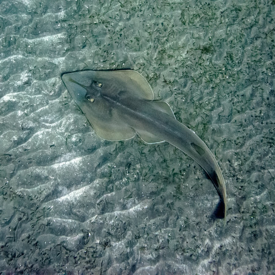 A Whitespotted Guitarfish (Rhynchobatus djiddensis). Yongala Wreck, Great Barrier Reef