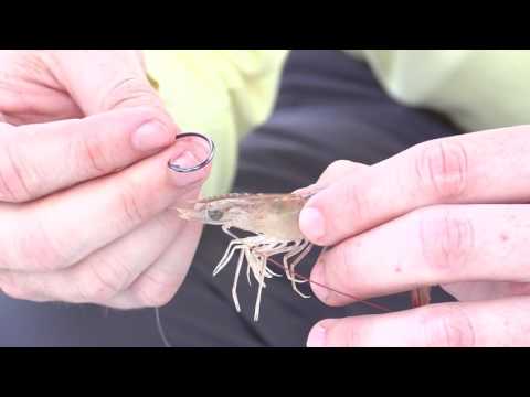 How To Properly Hook A Live Shrimp While Fishing In The Current