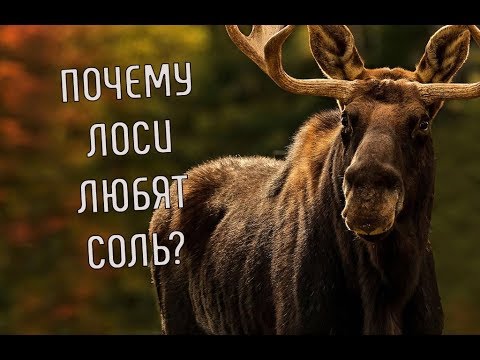 Лось лижет соль фото