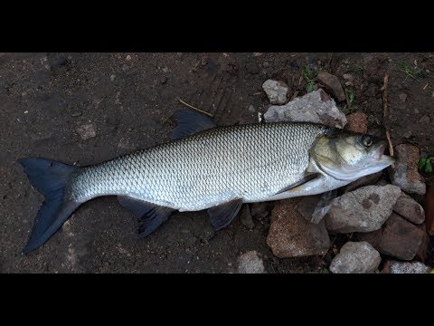 р. Пехорка. Ловля Жереха на спиннинг
