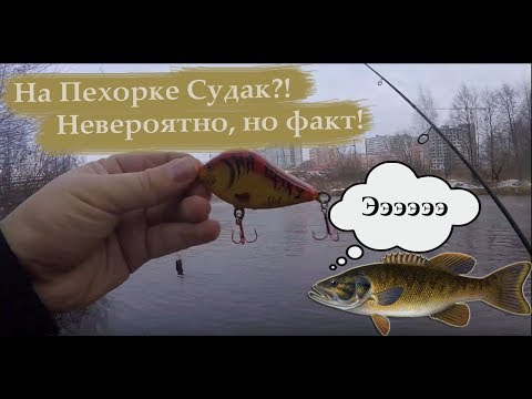 На Пехорке судак?! Невероятно, но факт! Рыбалка зимой.