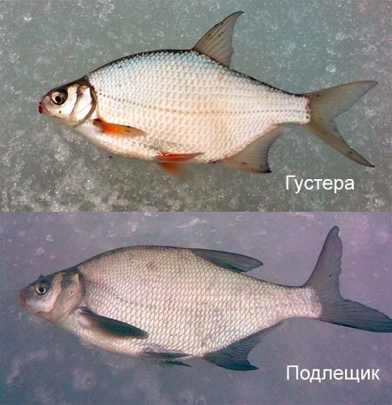 Густера и подлещик
