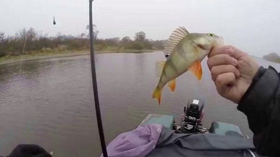 Окунь в руке рыболова