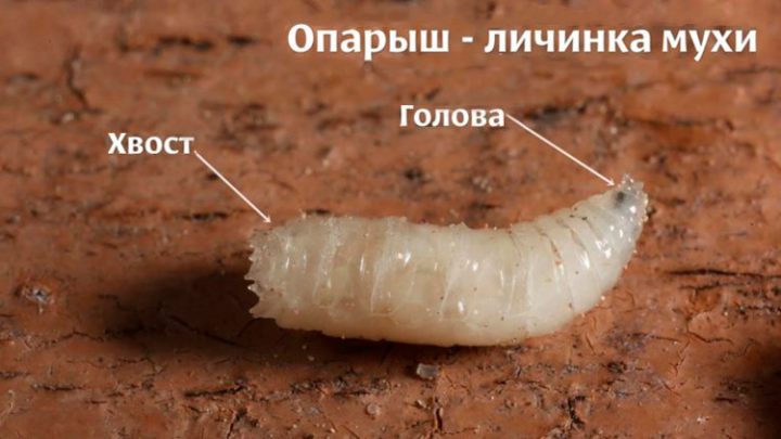 Способы правильного насаживания опарыша