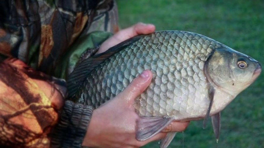 Разновидности карася Карась Ваше имя (обязательно) Ваш e