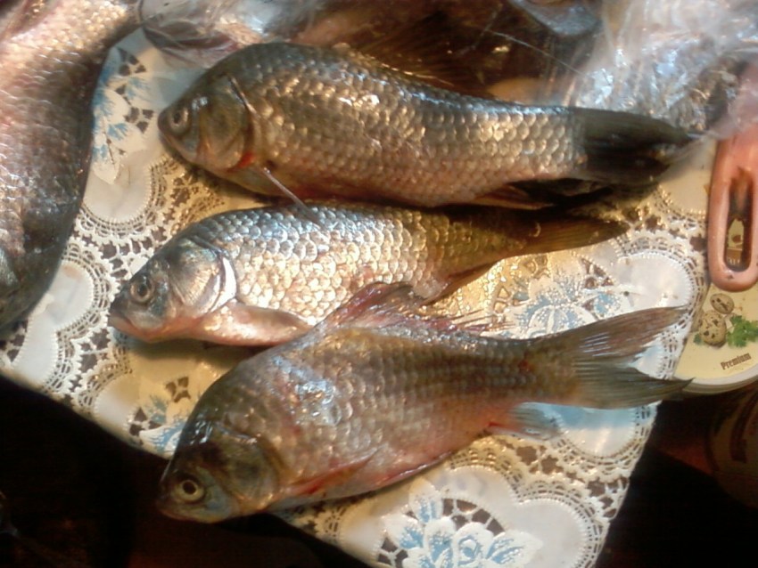 Разновидности карася Карась Ваше имя (обязательно) Ваш e