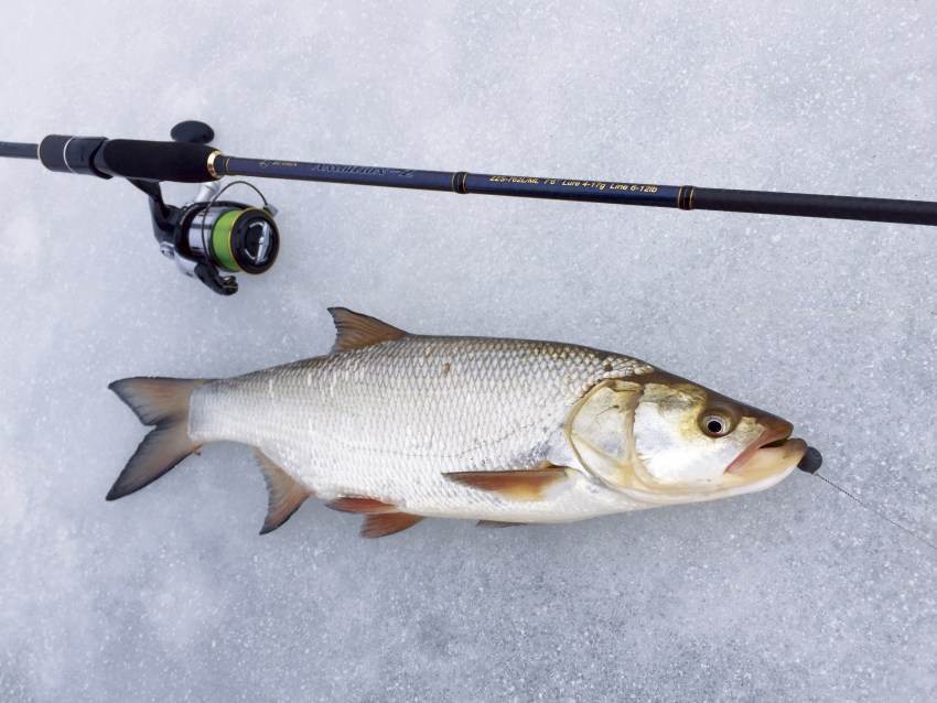 Рыба голец описание фото Голец Ваше имя (обязательно