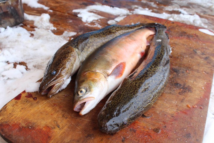 Рыба голец описание фото Голец Ваше имя (обязательно