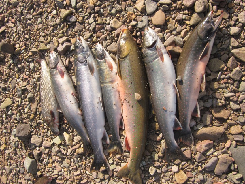 Рыба голец описание фото Голец Ваше имя (обязательно