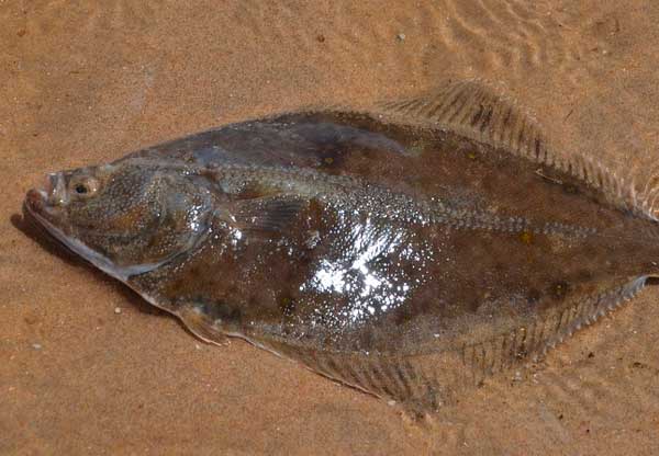Камбала (рыба)