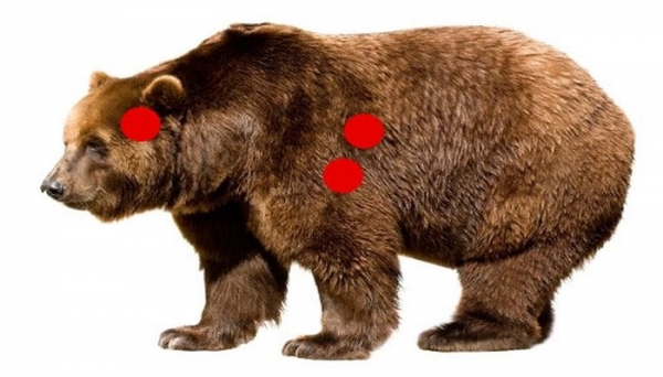 Убойные места медведя