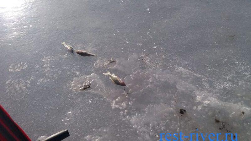 пойманная рыба на весеннем льде