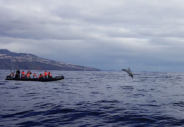 Дельфины и киты на Мадейры - экскурсия в Атлантический океан