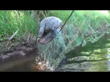 Ловля рыбы сетями на микро речке Дедовский способ
