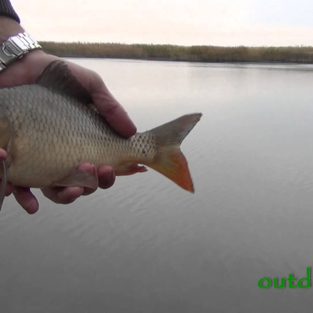 видео рыбалка на леща осенью на фидер