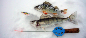 Зимняя рыбалка на безкивковую удочку для безмотылки