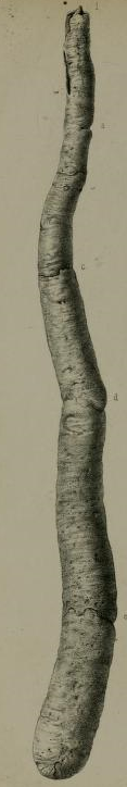 Gray1857 pl39 fig1 Kuphus polythalamia.png