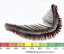 Aethotaxis mitopteryx geshafish.jpg