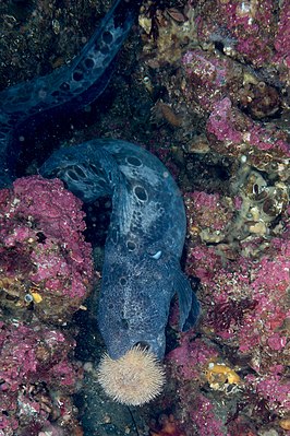 Wolf eel eating a sea urchin.jpg